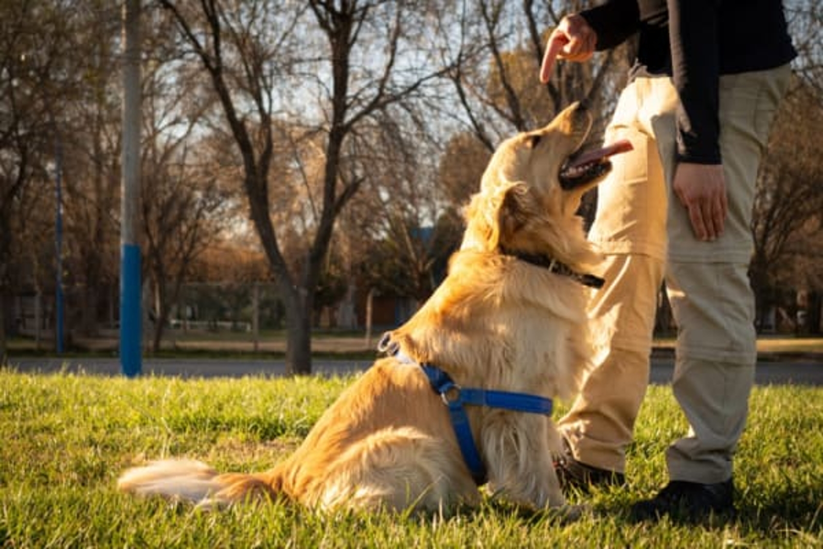 Camp K Nine Dog Training Academy - Image 1