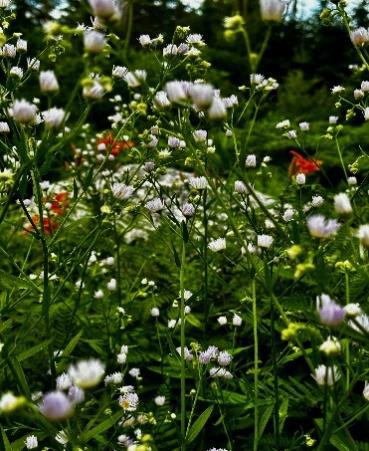 White Flowers Picture