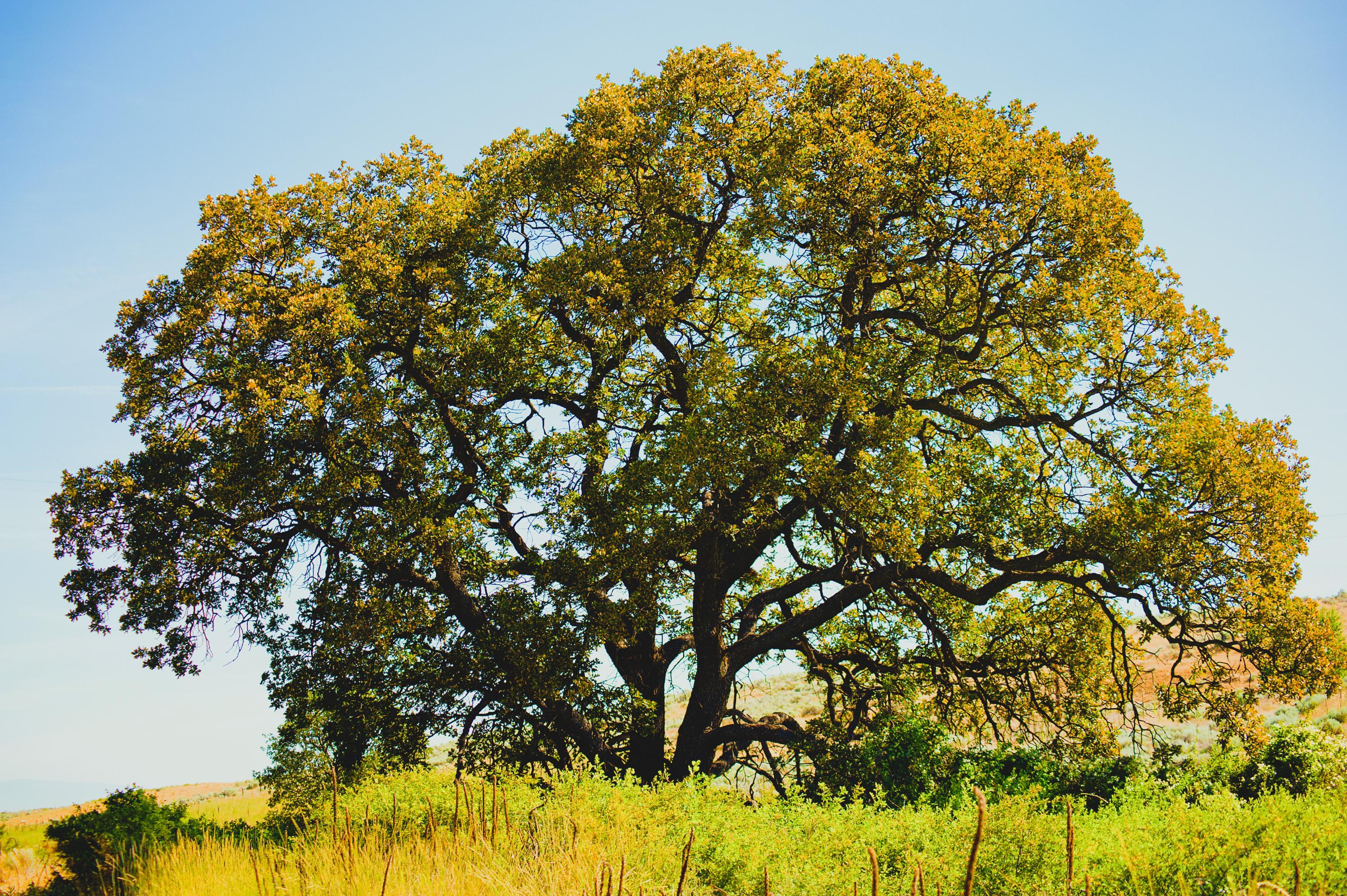 Arborist working in the field
