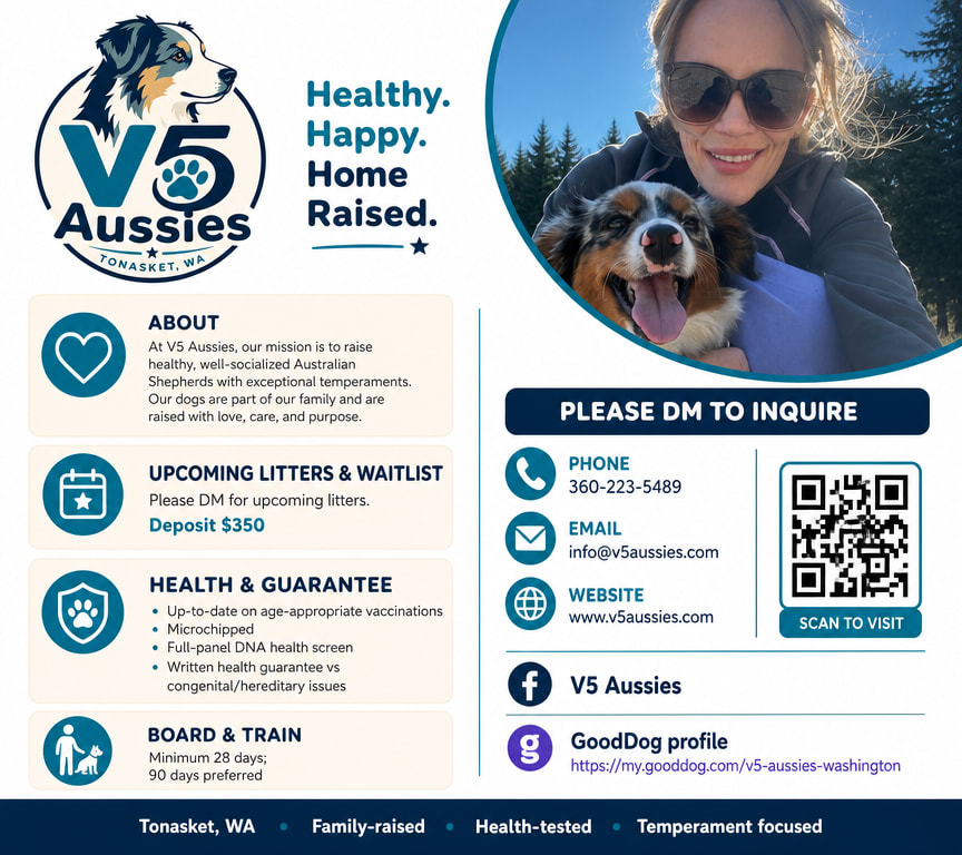 V5 Aussies of Tonasket, WA — Healthy. Happy. Home Raised. Australian Shepherds raised as family with exceptional temperaments. Upcoming litters and waitlist, $350 deposit. Health guarantee includes age-appropriate vaccinations, microchipping, full-panel DNA health screen, and a written guarantee against congenital and hereditary issues. Board and train, minimum 28 days, 90 days preferred. Family-raised, health-tested, temperament focused.